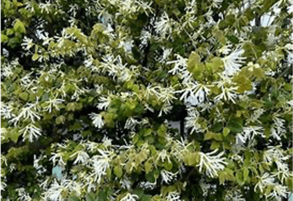 緑葉白花トキワマンサクもグッド