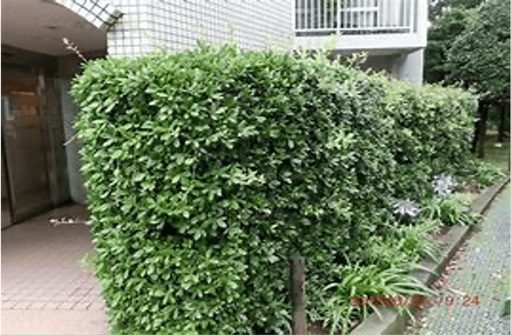 ウバメガシ