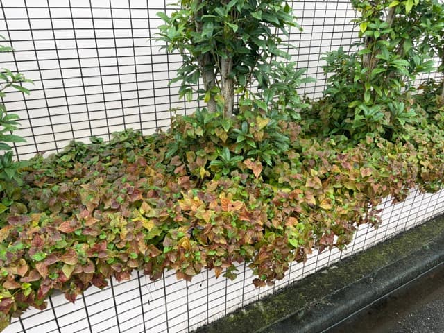 プロが伝授!スギナやドクダミなどの根が深くてしつこい雑草を枯らす方法